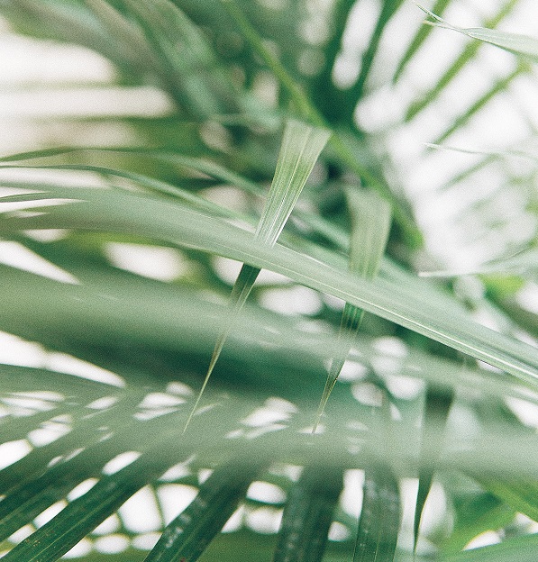 Carnauba Wax - palm leaves