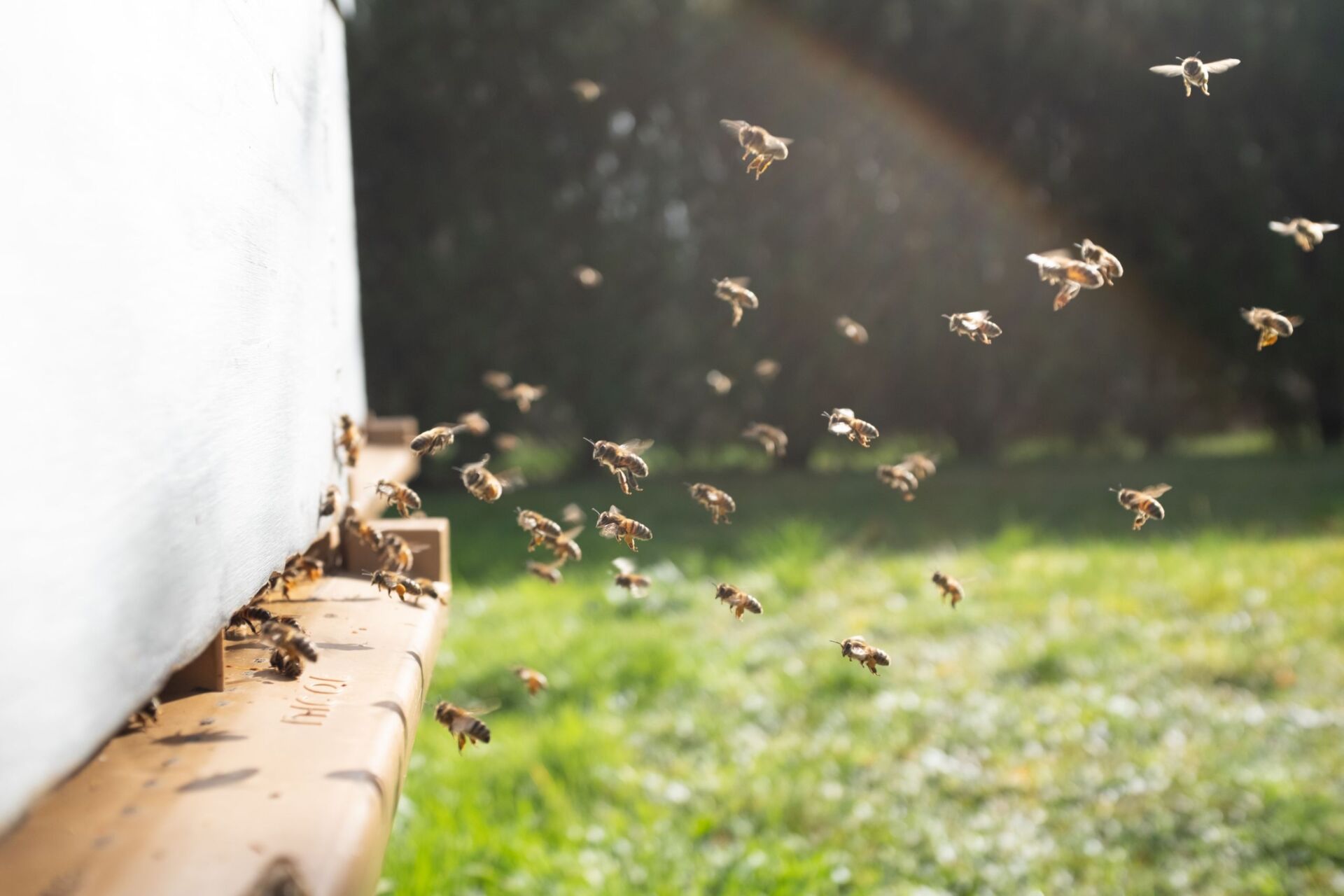 bees flying back to the hive