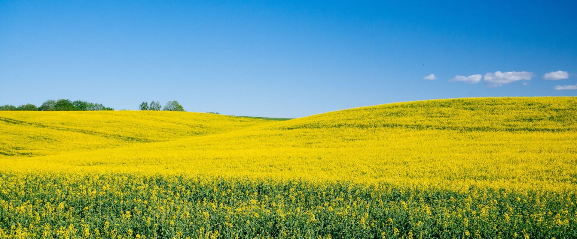 rapeseed field