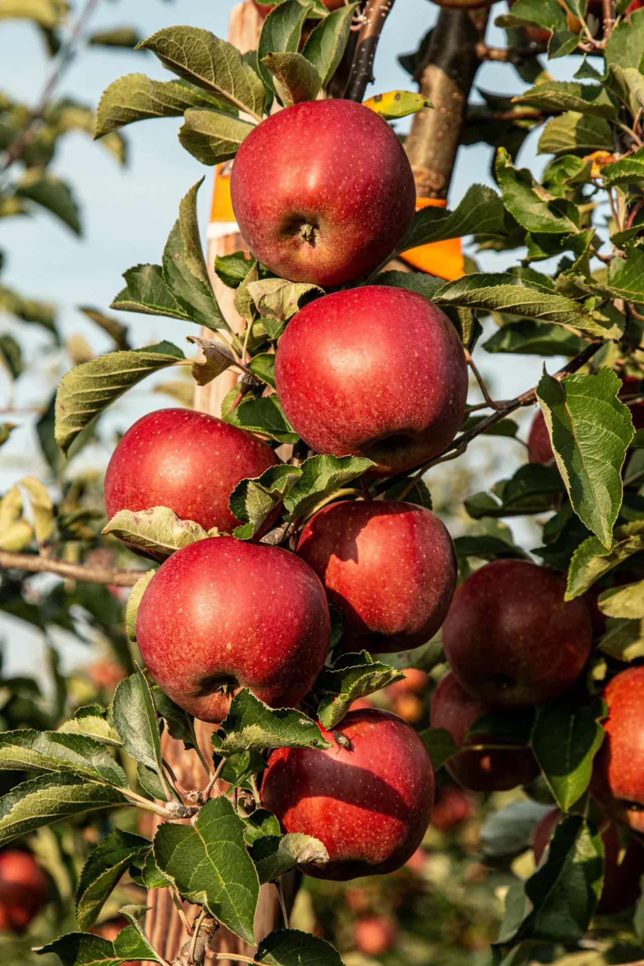 Edible Paraffin Wax Adds Luster to Fruits, Vegetables, and Candy