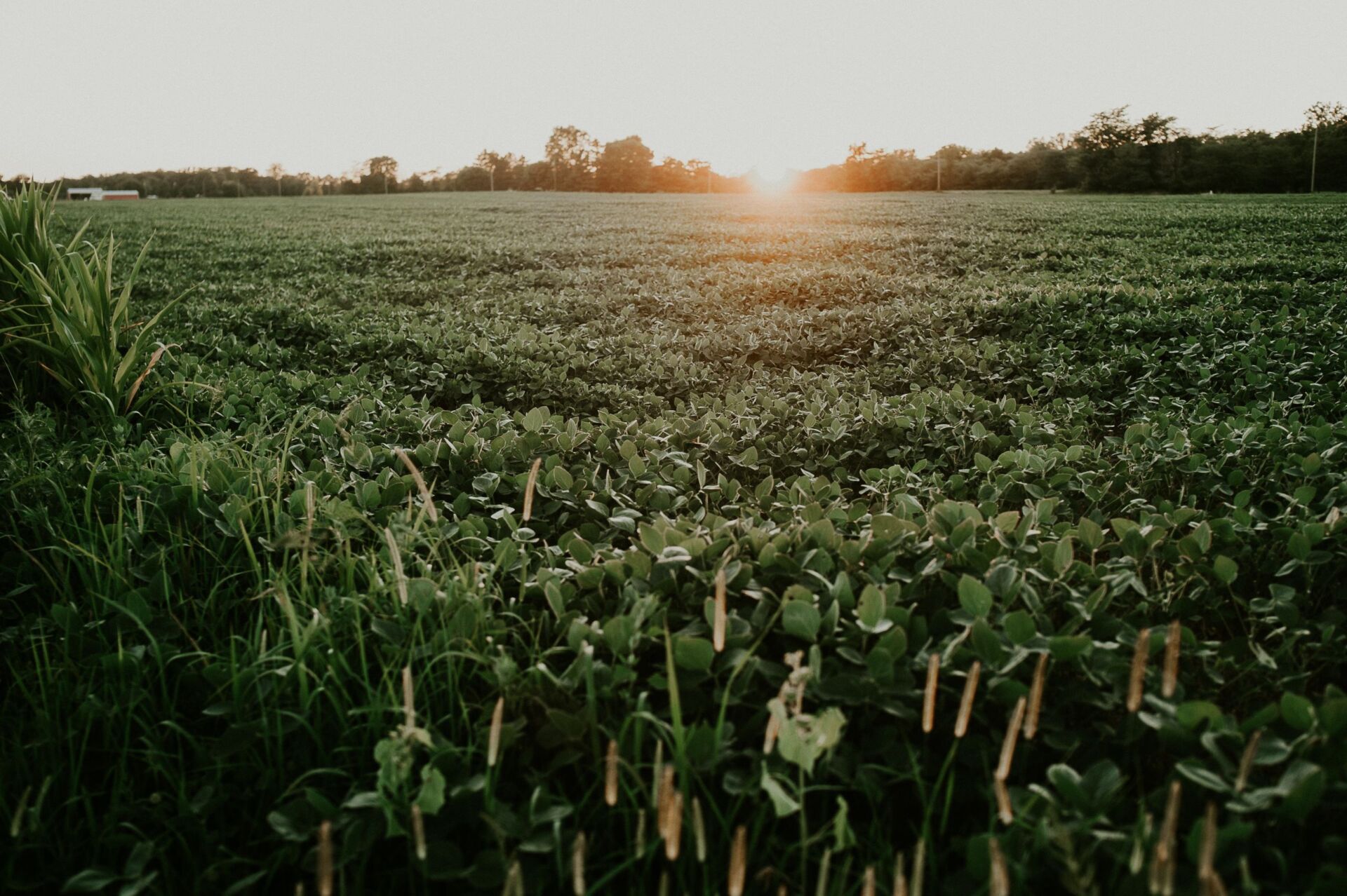 field of soybeans