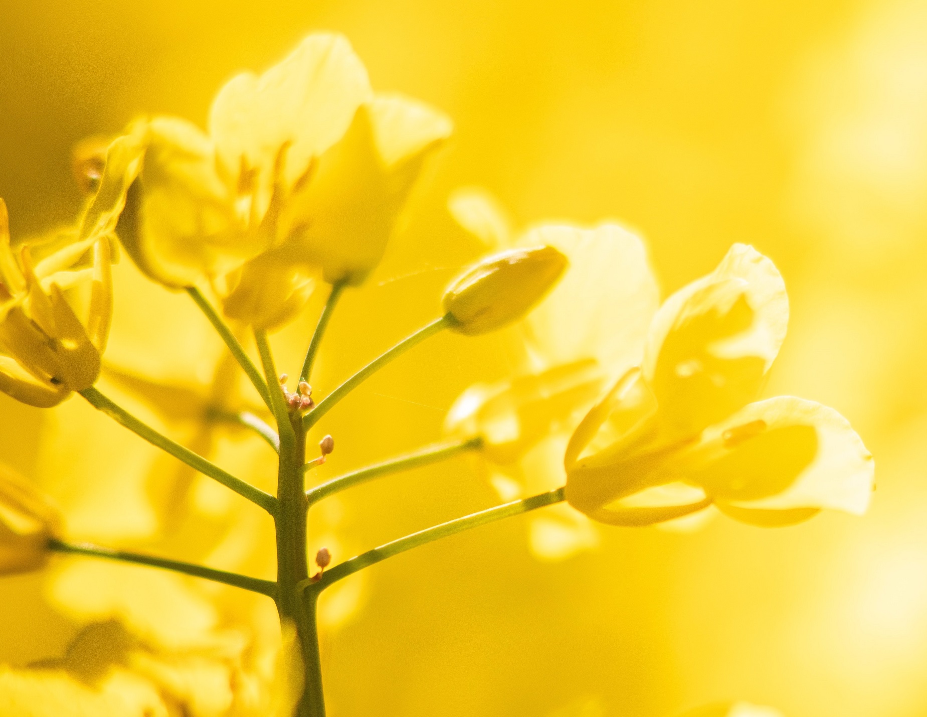 rapeseed flower close up