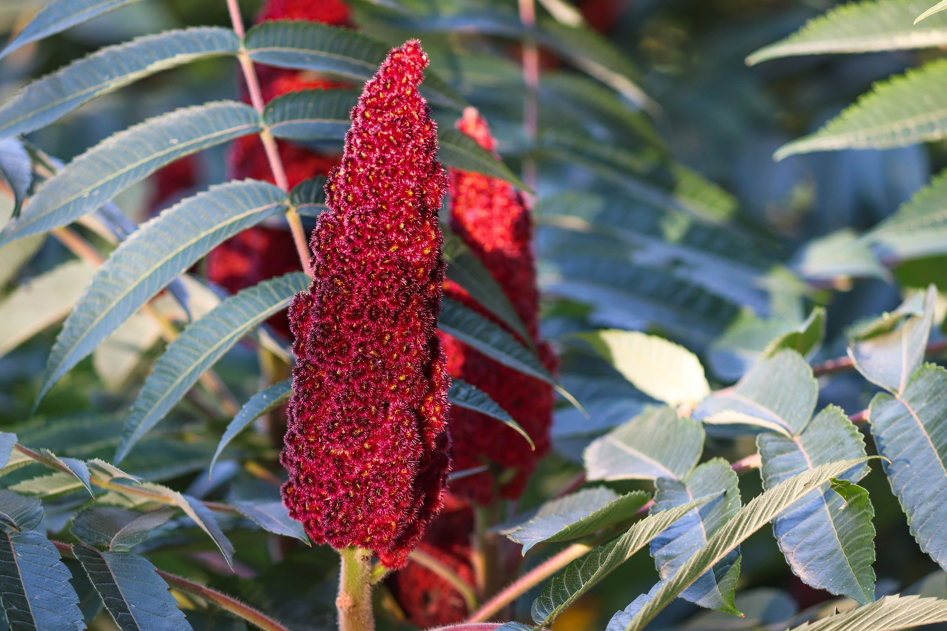 Sumac fruit