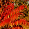 sumac leaves