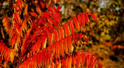 Sumac Berry Wax