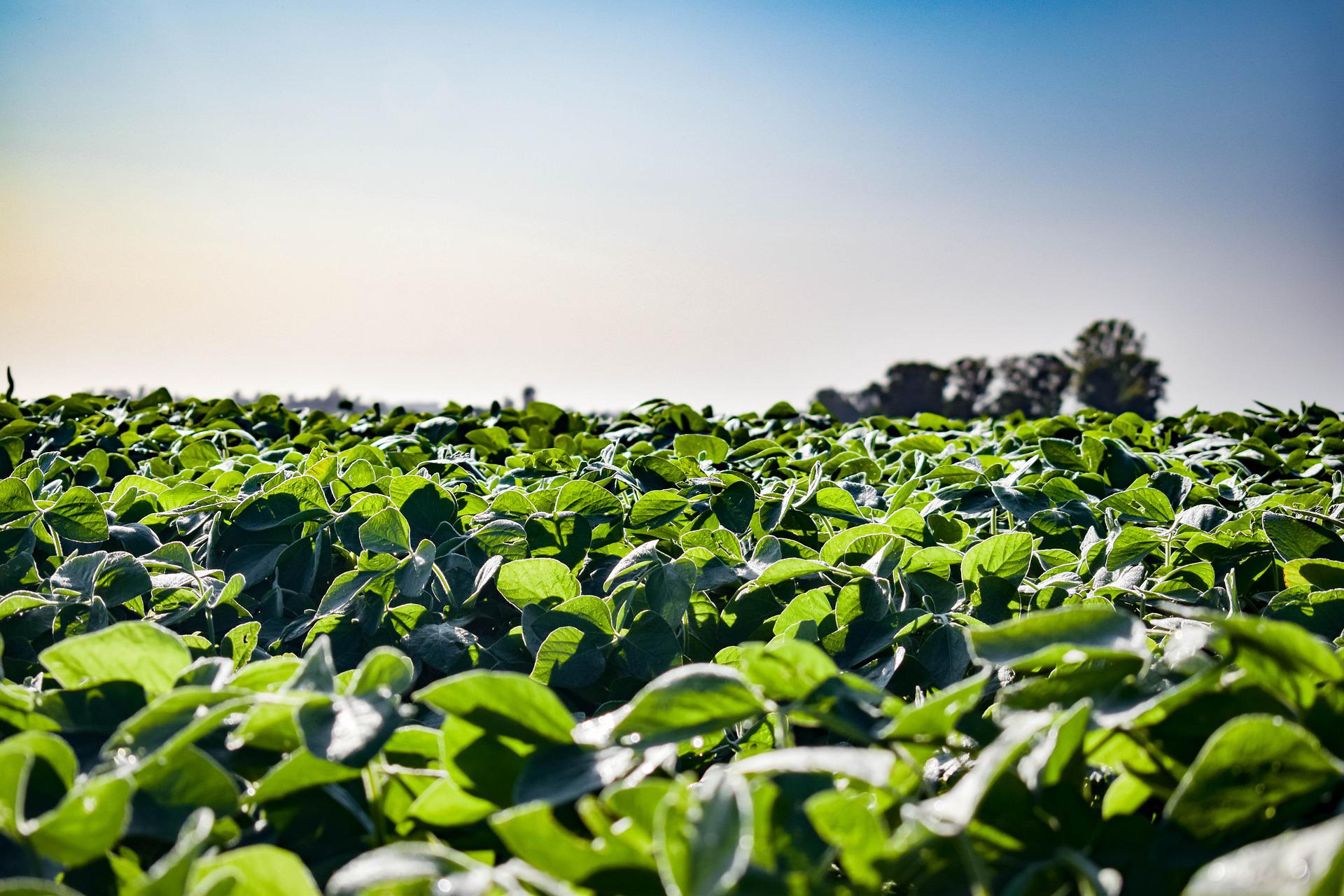 green field