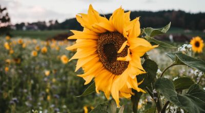 Sunflower Wax