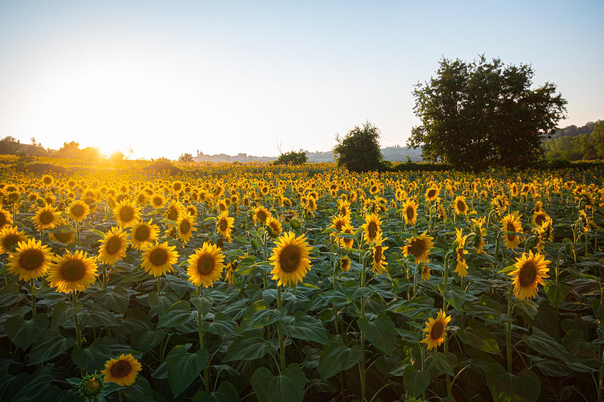 sunflowers