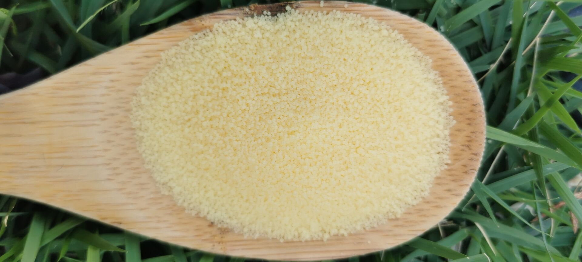 The Benefits of Organic Candelilla Wax for Cosmetics and Personal